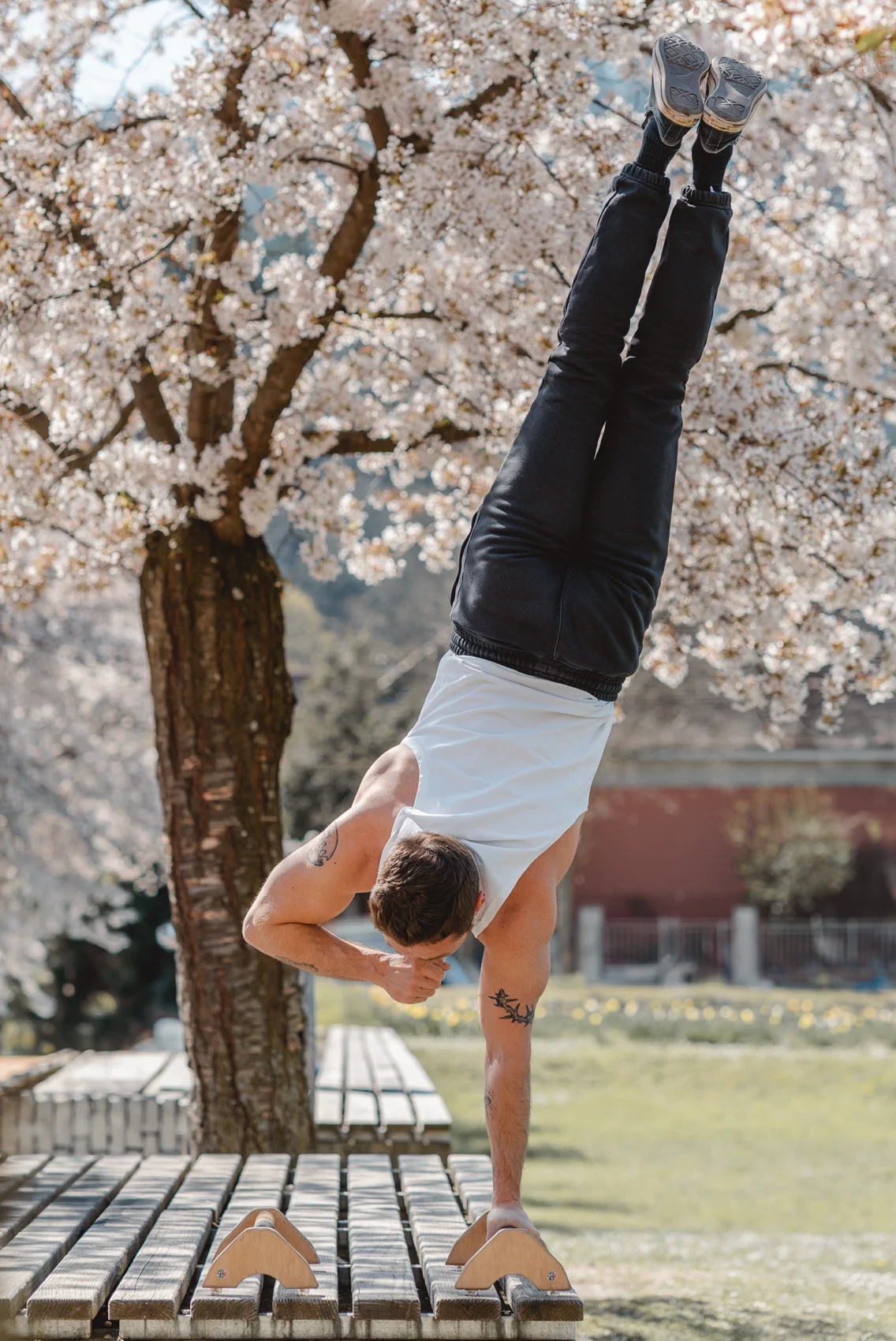 Benedikt im Handstand unter Kirschblüten